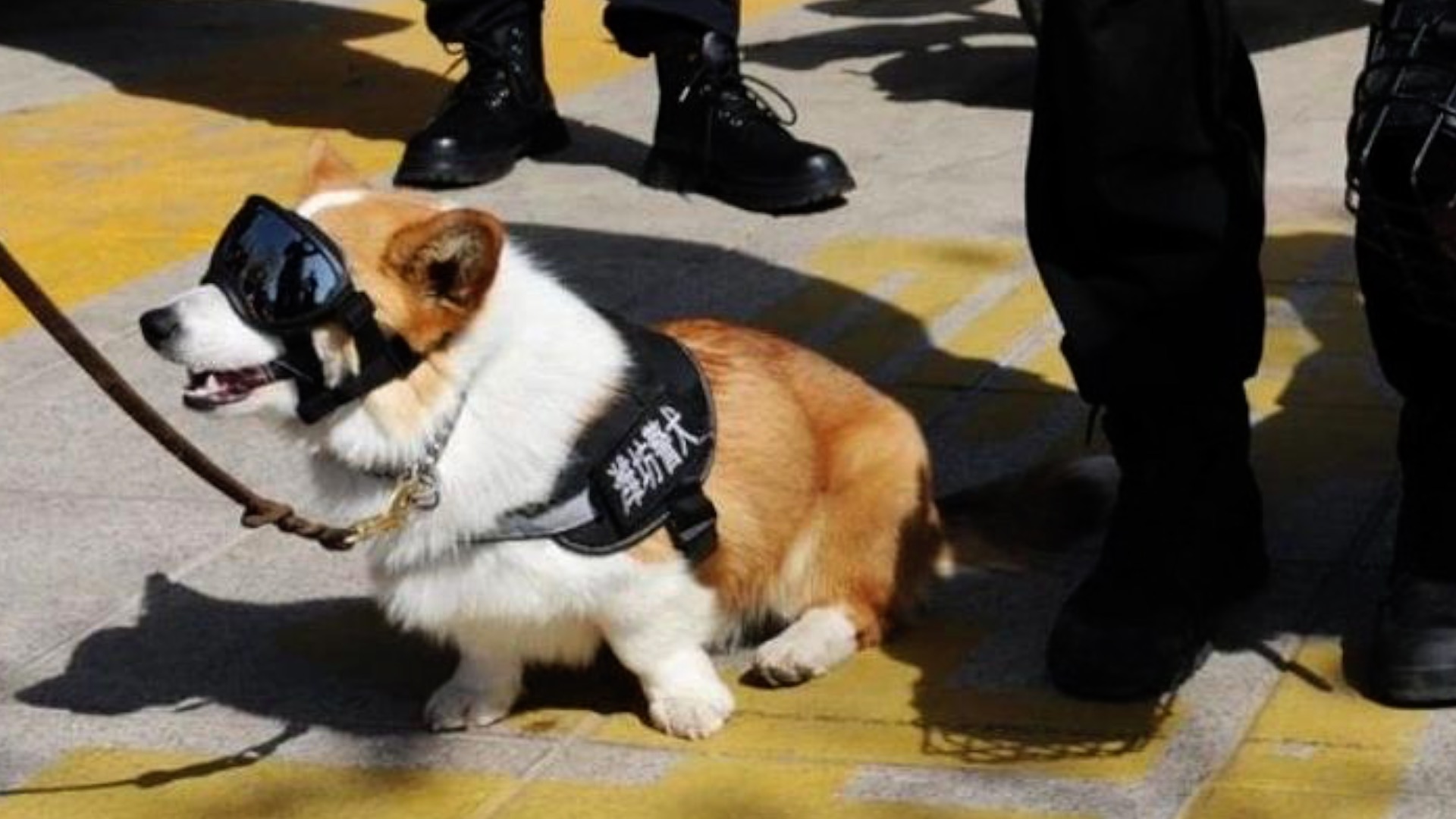 柯基犬