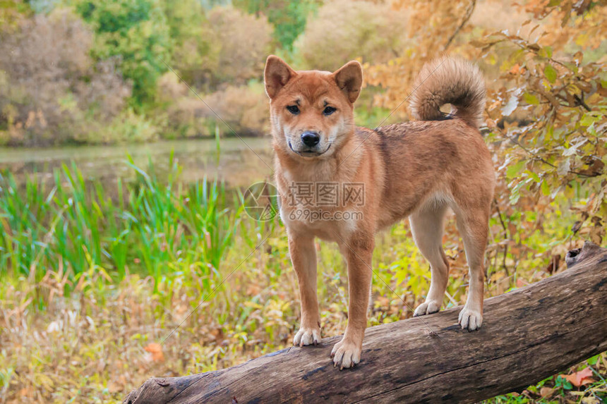 柴犬